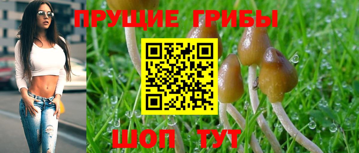 Псилоцибиновые грибы Psilocybine cubensis Лянтор